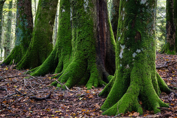 reserva integral de Lizardoia, selva de Irati,comunidad foral de Navarra, Spain