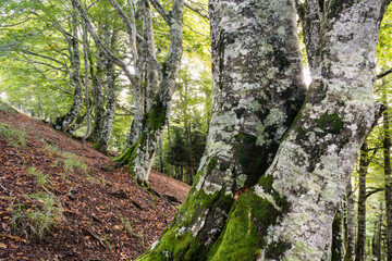 reserva integral de Lizardoia, selva de Irati,comunidad foral de Navarra, Spain