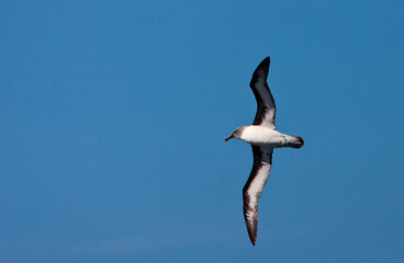 Grijskopalbatros, Grey-headed Albatross, Thalassarche chrysostoma