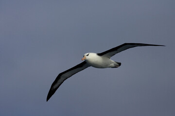 Black-browed Albatross, Thalassarche melanophrys