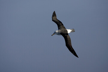 Obraz premium Black-browed Albatross, Thalassarche melanophrys