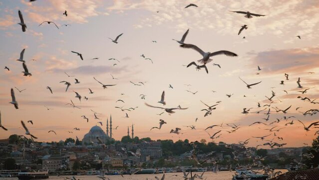 Flock of seagulls flying above Bosphorus at sunset, against Eminonu pier and Suleymaniye mosque with minarets, magnificent scarlet sky, Istanbul, slow motion