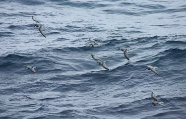 Foto op Aluminium Blauwe Stormvogel en Antarctic Prion  Blue Petrel and Antarctic Prion  Halobaena caerulea and Pachyptila desolata © Marc