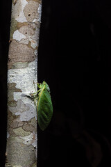 Green Grocer Cicada in the Daintree (Queensland, Australia).