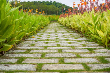 A walkway lined with canna in the park