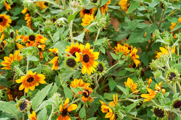 blooming sunflower in garden garden