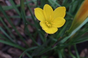 close-up beautiful yellow flower in garden