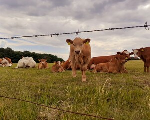Braune Kuh vor Herde auf großem Feld kommt auf dich zu