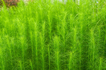 Lush green kohlrabi in garden garden