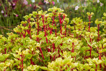 Lush yellow-veined amaranth planted in a garden garden