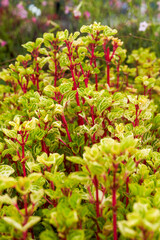 Lush yellow-veined amaranth planted in a garden garden