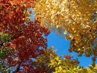 autumn leaves in the sky
