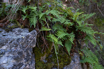Natural background, Fern growing on stones