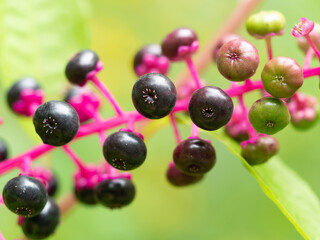 close up of a poke weed berries