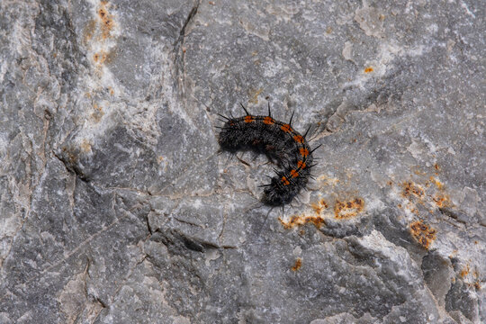 A shaggy black big caterpillar on a rock in the mountains.