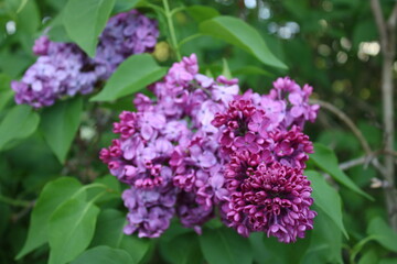 Purple lilac flowers on a sunny evening.