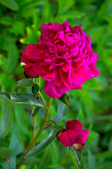 Branch of bright pink peony bud in summer.
