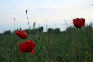 Obraz premium A field of poppies on a cloudy day.