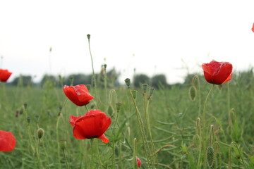 A field of poppies on a cloudy day.