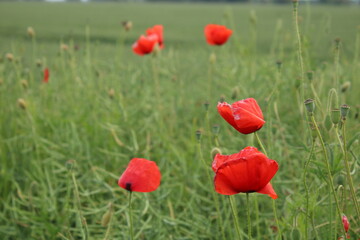 A field of poppies on a cloudy day.