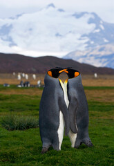 King Penguin, Aptenodytes patagonicus