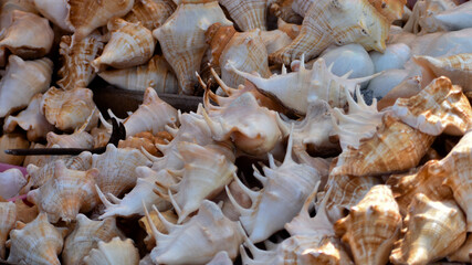 Beautiful Conch Shell collected from the Puri Sea beach at Odisha, India.