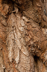 Very unusual tree bark on Black Poplar tree at Marbury Country Park, Marbury, Cheshire, UK