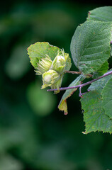 Green unripe hazelnuts on a branch in the garden.
