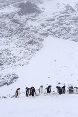 Gentoo Penguin, Pygoscelis papua