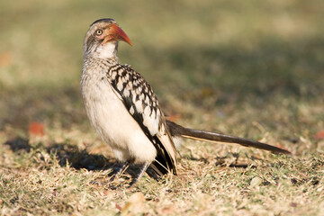 Southern Red-billed Hornbill, Tockus rufirostris