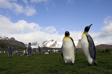Fototapeta premium King Penguin, Aptenodytes patagonicus