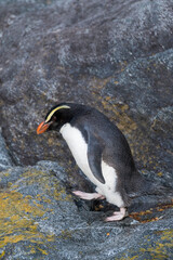 Fototapeta na wymiar Fiordland Penguin, Eudyptes pachyrynchus