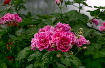 The bright pink bud of royal pelargonium blooms in summer.