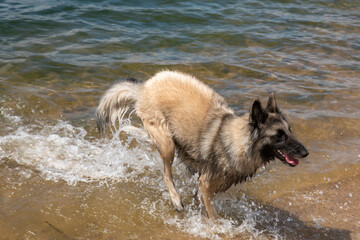 Belgian sheepdog on a very hot day