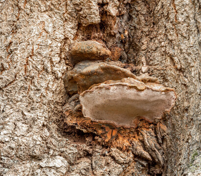 Hymenochaetaceae fungi growing on tree at Marbury Country Park, Marbury, Cheshire, UK