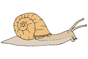 Weinbergschnecke