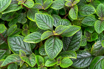 Background from green leaves of decorative nettle.