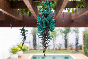 Strongylodon macrobotrys, commonly known as jade vine: vine-type plant