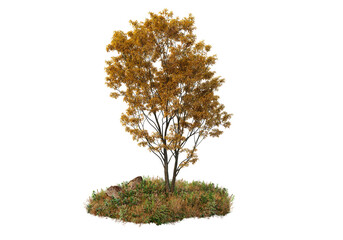 Autumn tree on a white background