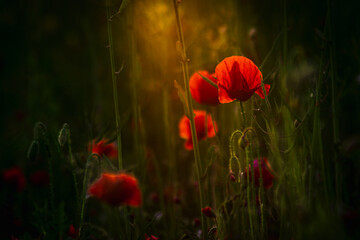 Poppy flower at golden hour