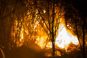 burning bush at night,night fire took place burning bushes and trees