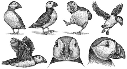 Vintage engrave isolated puffin set illustration ink Thunderbird sketch. Wild bird background Stormy petrel art - obrazy, fototapety, plakaty