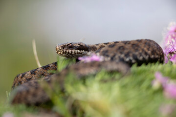 Vipera berus, the common European adder or common European viper, is a venomous snake that is extremely widespread and can be found throughout most of central and eastern Europe - 518135966