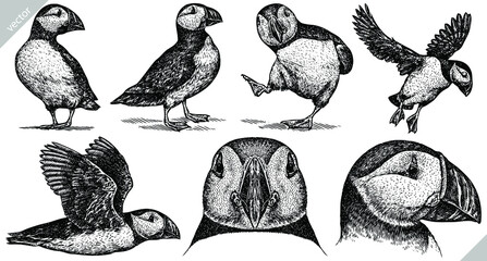 Vintage engrave isolated puffin set illustration ink Thunderbird sketch. Wild bird background Stormy petrel vector art - obrazy, fototapety, plakaty