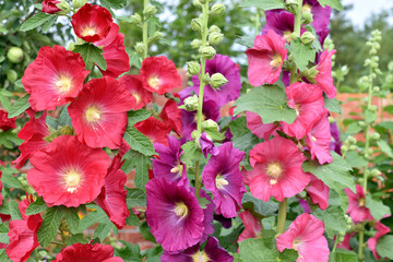Red and purple mallow flowers on stems in the garden. A garden of hollyhocks in summer.