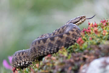 Vipera berus, the common European adder or common European viper, is a venomous snake that is extremely widespread and can be found throughout most of central and eastern Europe - 518136196