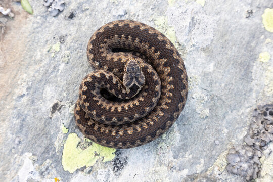 Vipera berus, the common European adder or common European viper, is a venomous snake that is extremely widespread and can be found throughout most of central and eastern Europe