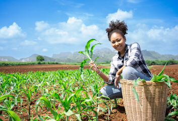 African woman Agriculture Farmer examining corn plant in field. Agricultural activity at cultivated...