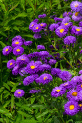 Blooming purple flowers similar to chamomile in a flower bed in the garden.