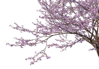 Obraz na płótnie Canvas Foreground Flowering branches on a white background